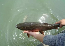 娱乐吃瓜酱放生鱼,一场爱心与自然的和谐交响