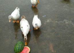 吃瓜娱乐鸭,揭秘娱乐圈幕后故事