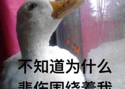 娱乐吃瓜酱鸭鸭视频